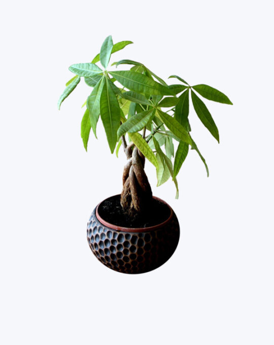 Delray Plants